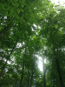 the sacred grove. So many beautiful trees